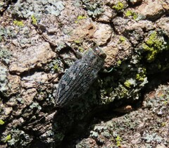 Chrysobothris femorata