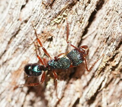 Rhytidoponera aspera