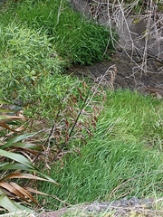 Phormium cookianum