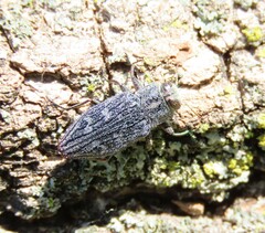 Chrysobothris femorata