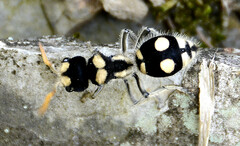 Hoplomutilla insignis