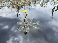 Utricularia inflata