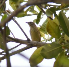 Setophaga palmarum palmarum