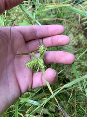 Carex lurida