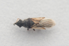 Microplax interrupta