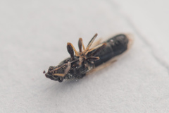 Microplax interrupta