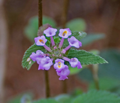 Lantana fucata