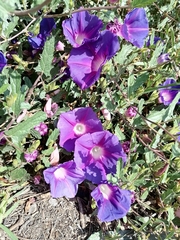 Ipomoea stans