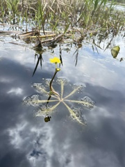 Utricularia inflata