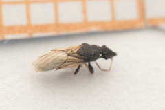 Microplax interrupta