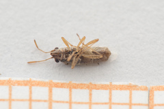 Nysius cymoides
