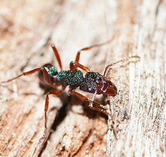 Rhytidoponera aspera