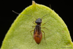 Elipsocidae