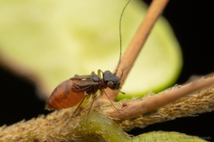 Elipsocidae