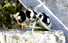 Hoplomutilla insignis