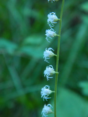 Ozomelis stauropetala