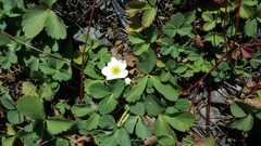 Fragaria cascadensis