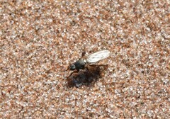 Coelopa