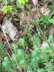 Petrosedum forsterianum