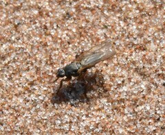 Coelopa