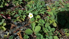 Fragaria cascadensis