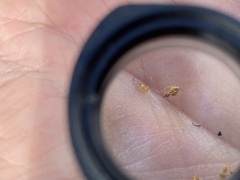 Eleocharis palustris