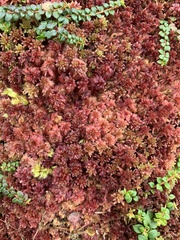 Sphagnum rubellum