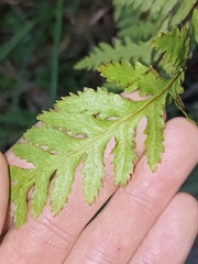Pteris macilenta