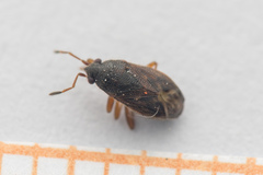 Stygnocoris