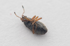 Stygnocoris