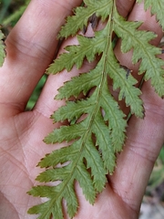 Pteris macilenta