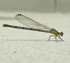 Argia moesta