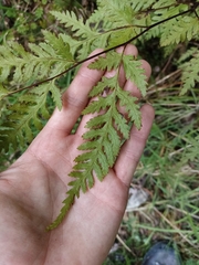 Pteris macilenta