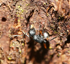 Polyrhachis femorata