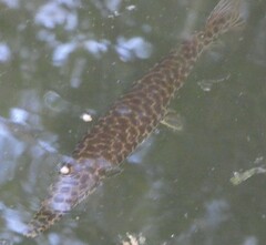 Lepisosteus platyrhincus