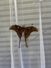 Coscinocera hercules