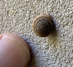 Polygyra