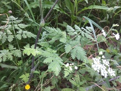 Chaerophyllum temulum