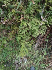 Pteris macilenta