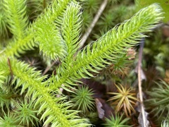 Lycopodium