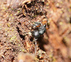 Polyrhachis femorata