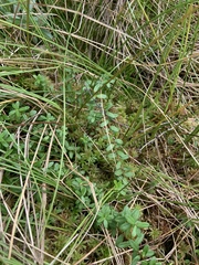 Vaccinium macrocarpon
