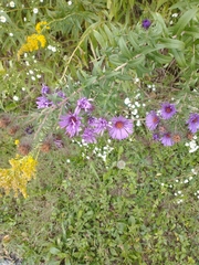 Symphyotrichum novae-angliae