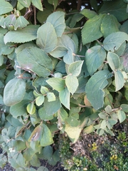 Philadelphus coronarius