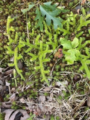 Lycopodium