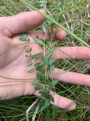 Vaccinium macrocarpon