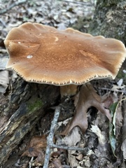 Polyporus radicatus