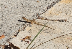 Podarcis siculus