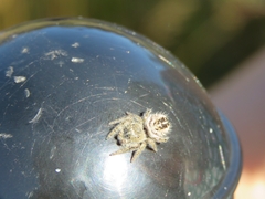 Phidippus purpuratus