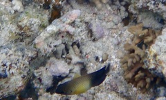 Chrysiptera unimaculata